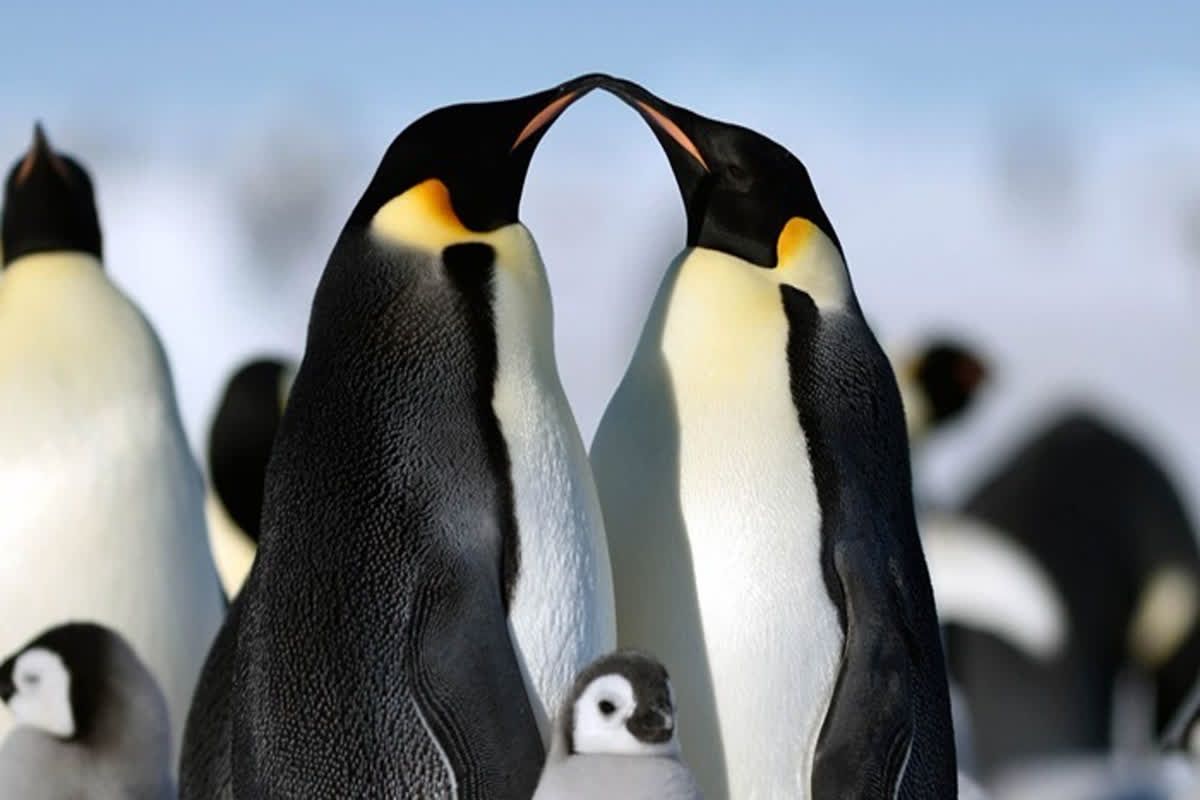 Penguins in Crisis: Bird Flu Detected in Antarctica for the First Time