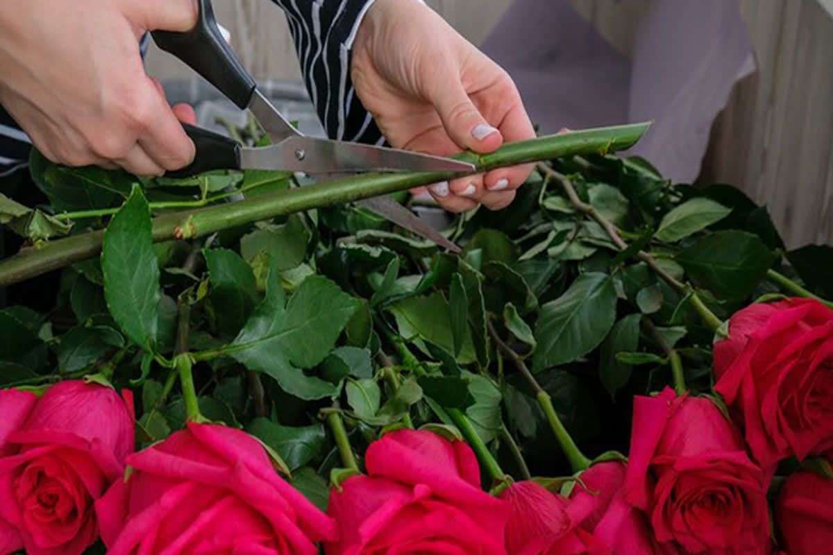 Here Are 10 Tips for LongerLasting Flowers